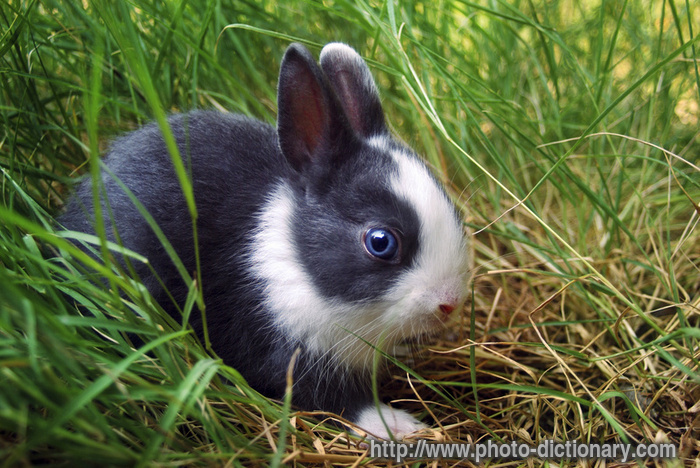 Pic Of Bunny