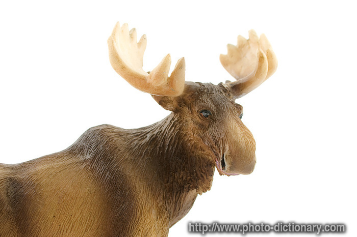 moose statue - photo/picture definition - moose statue word and phrase image