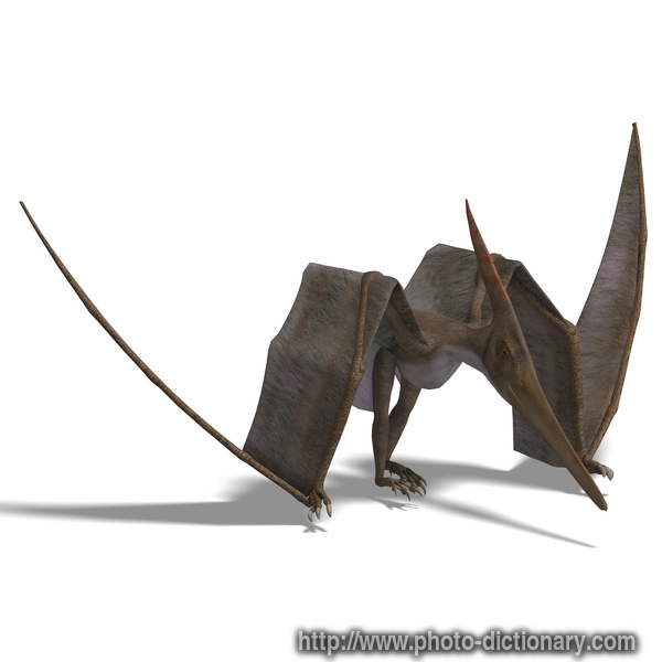 pteranodon - photo/picture definition - pteranodon word and phrase image