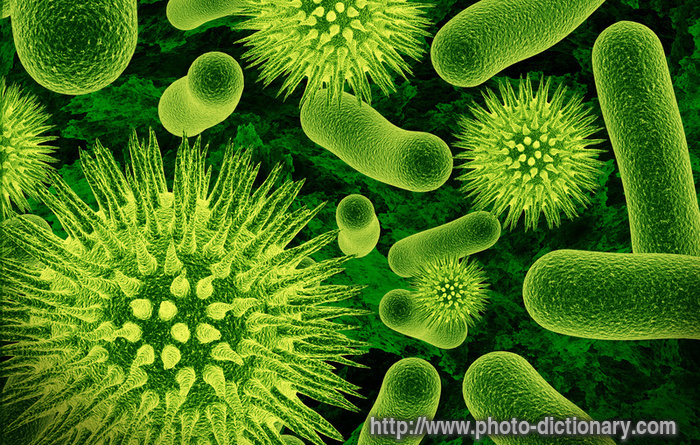 bacteria - photo/picture definition - bacteria word and phrase image