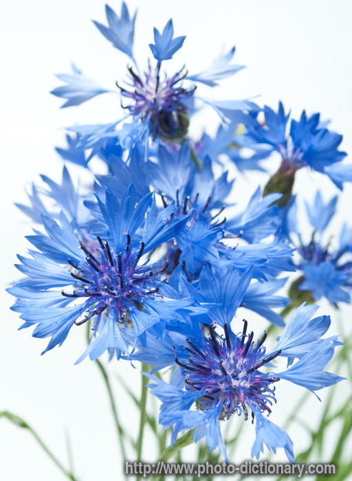cornflowers - photo/picture definition - cornflowers word and phrase image