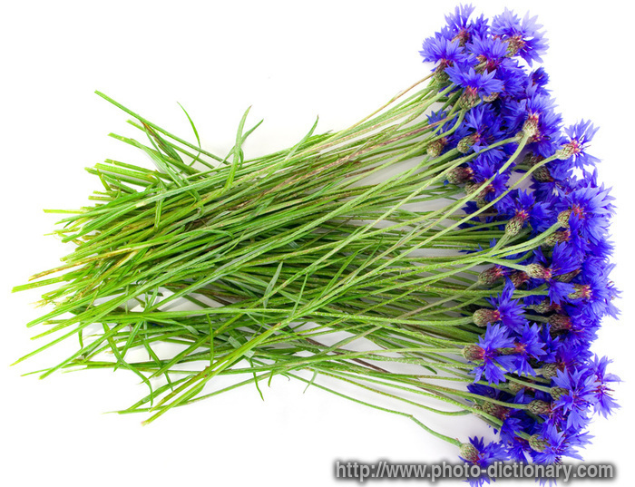 cornflowers - photo/picture definition - cornflowers word and phrase image