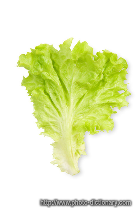 lettuce leaf - photo/picture definition - lettuce leaf word and phrase image