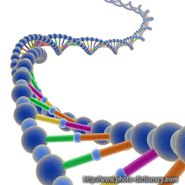 DNA - photo/picture definition - DNA word and phrase image