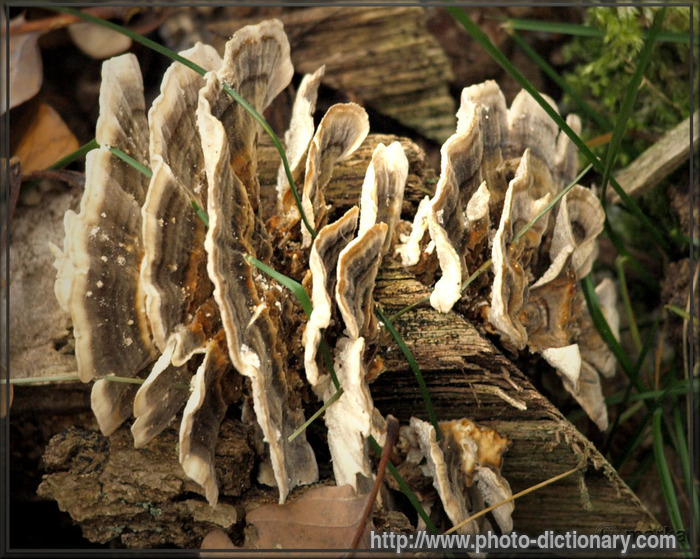bracket fungus - photo/picture definition - bracket fungus word and phrase image
