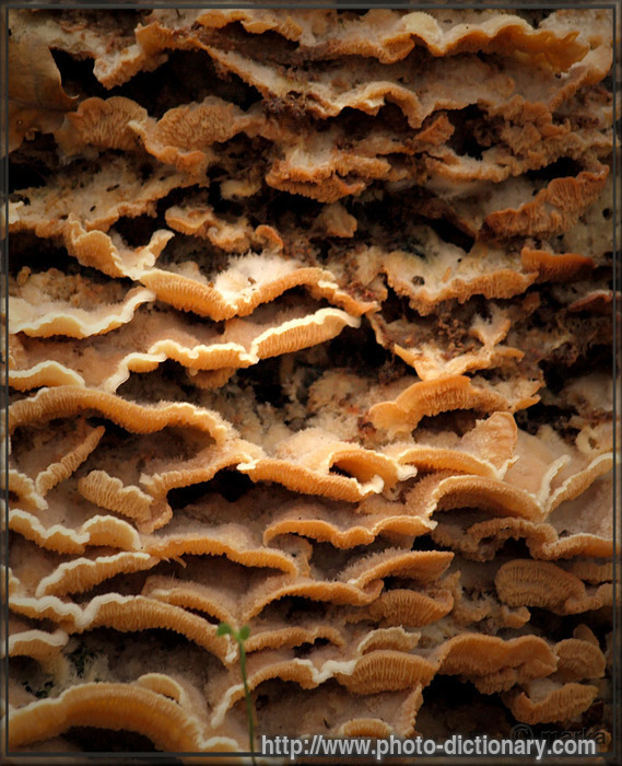 bracket fungus - photo/picture definition - bracket fungus word and phrase image