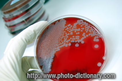 microbiology - photo/picture definition - microbiology word and phrase image