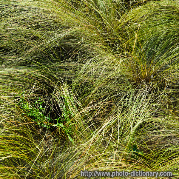 feather grass - photo/picture definition - feather grass word and phrase image
