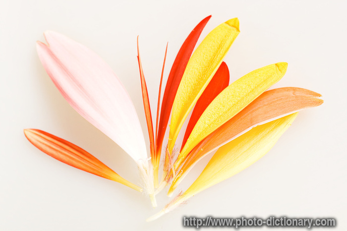 daisy petals - photo/picture definition - daisy petals word and phrase image