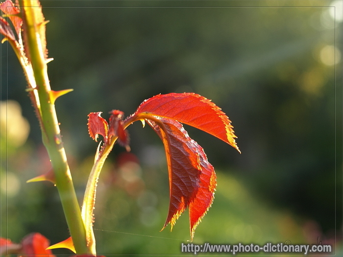 plants - photo/picture definition - plants word and phrase image