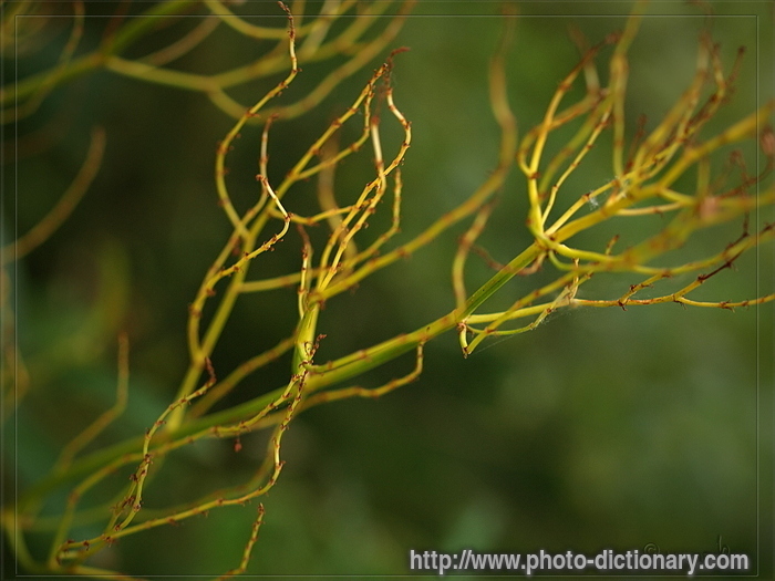 plants - photo/picture definition - plants word and phrase image