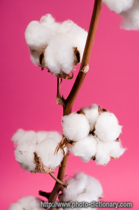 cotton plant - photo/picture definition - cotton plant word and phrase image