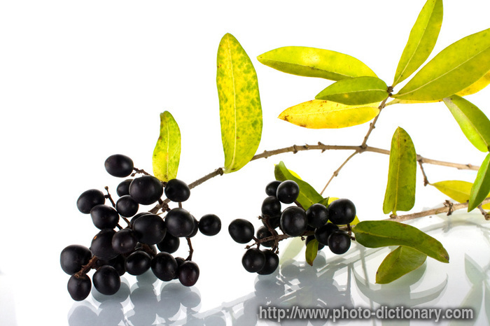 black berries - photo/picture definition - black berries word and phrase image