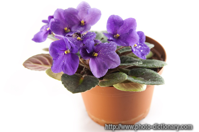violet - photo/picture definition - violet word and phrase image
