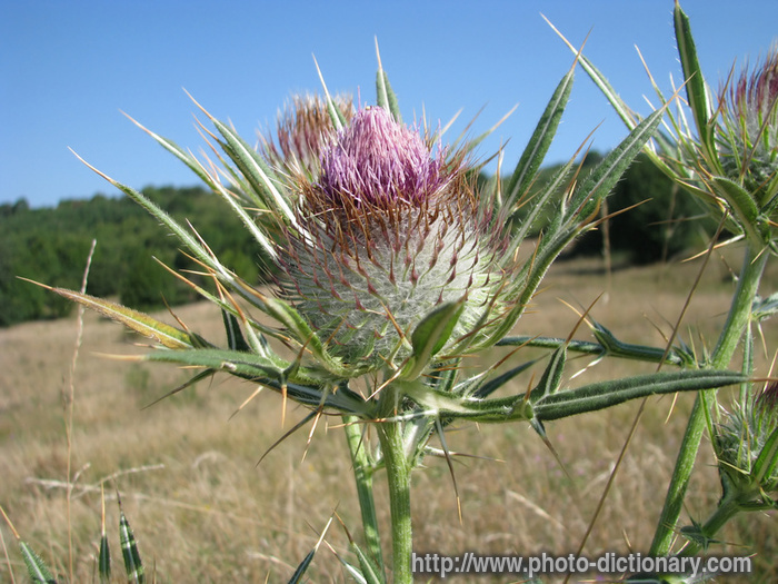 cotton thistle - photo/picture definition - cotton thistle word and phrase image