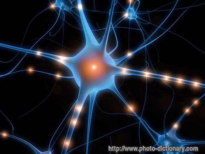 neuron - photo/picture definition - neuron word and phrase image