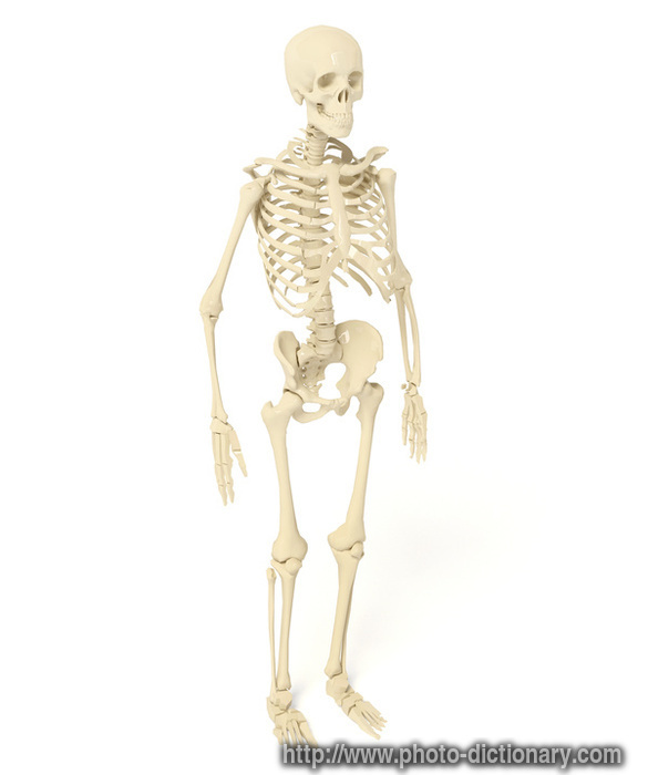 skeleton - photo/picture definition - skeleton word and phrase image