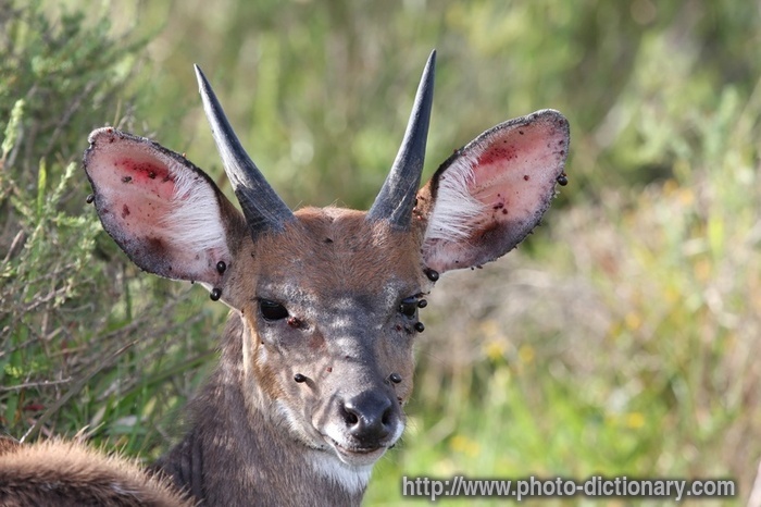 bushbuck - photo/picture definition - bushbuck word and phrase image