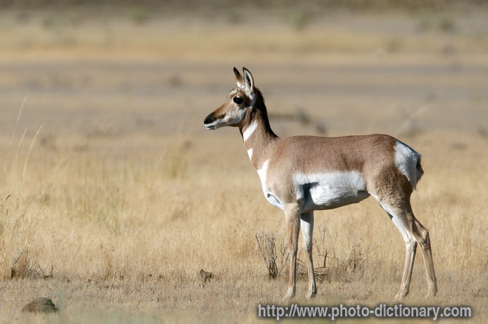pronghorn antelope - photo/picture definition - pronghorn antelope word and phrase image