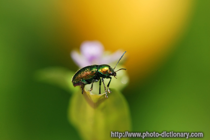 beetle - photo/picture definition - beetle word and phrase image