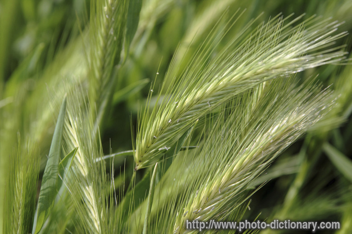 barley - photo/picture definition - barley word and phrase image