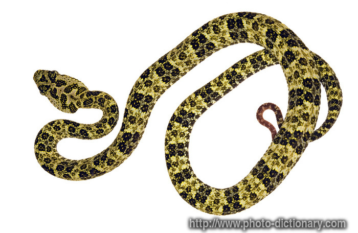 pitviper - photo/picture definition - pitviper word and phrase image