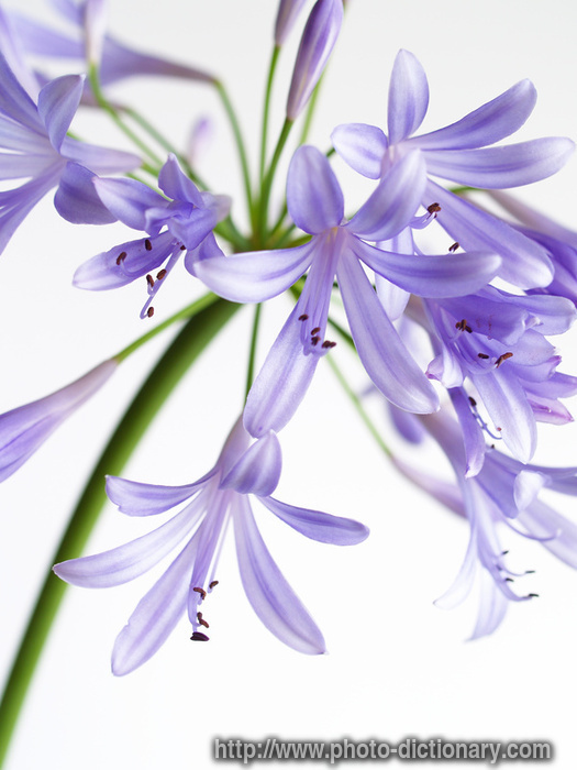 agapanthus - photo/picture definition - agapanthus word and phrase image
