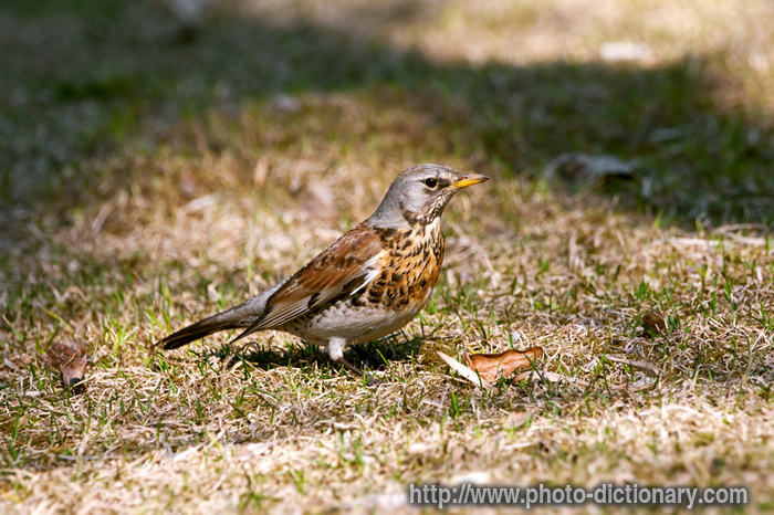 fieldfare bird - photo/picture definition - fieldfare bird word and phrase image