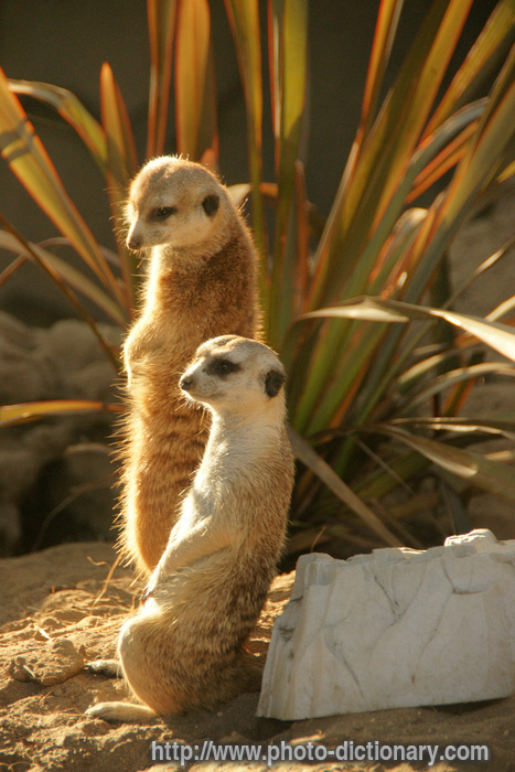 meerkat - photo/picture definition - meerkat word and phrase image