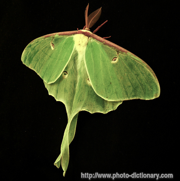 luna moth - photo/picture definition - luna moth word and phrase image