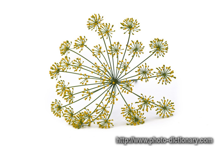 dill flowers - photo/picture definition - dill flowers word and phrase image