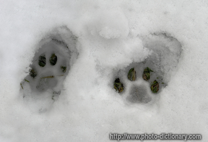 kitty footprint - photo/picture definition - kitty footprint word and phrase image