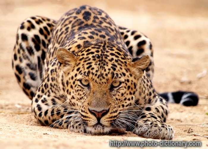 leopard - photo/picture definition - leopard word and phrase image