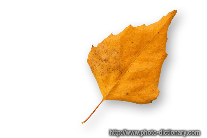 birch leaf - photo/picture definition - birch leaf word and phrase image