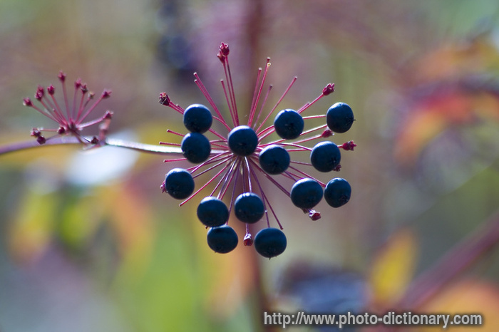 wild berries - photo/picture definition - wild berries word and phrase image