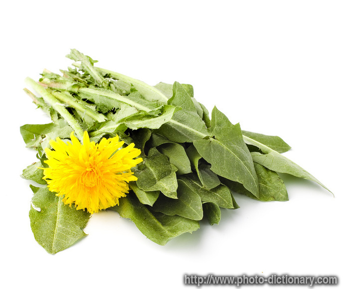 dandelions - photo/picture definition - dandelions word and phrase image