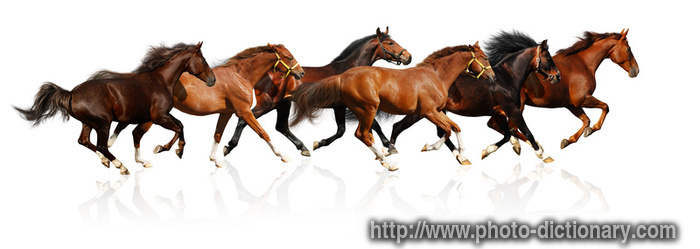 gallop - photo/picture definition - gallop word and phrase image