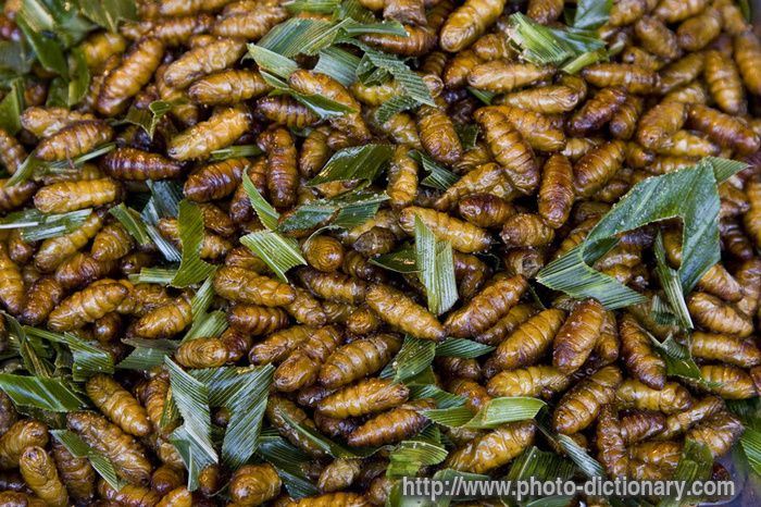 fried caterpillars - photo/picture definition - fried caterpillars word and phrase image