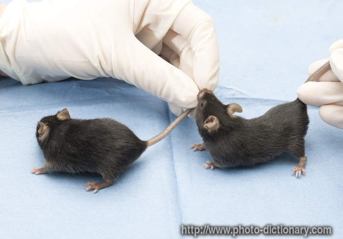 lab mice - photo/picture definition at Photo Dictionary - lab mice word and  phrase defined by its image in jpg/jpeg in English
