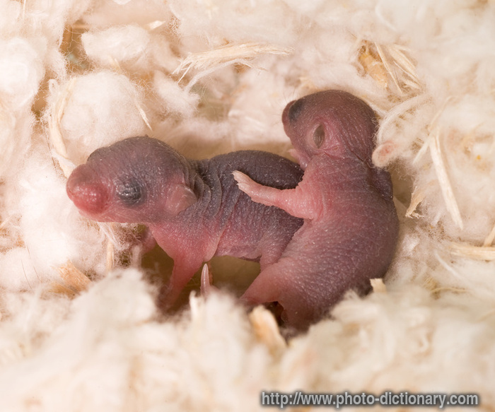 baby mice - photo/picture definition - baby mice word and phrase image