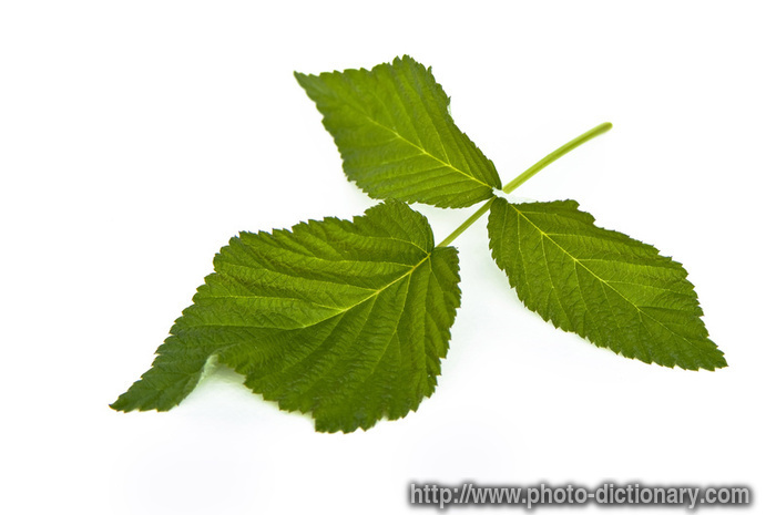 raspberry leaf - photo/picture definition - raspberry leaf word and phrase image