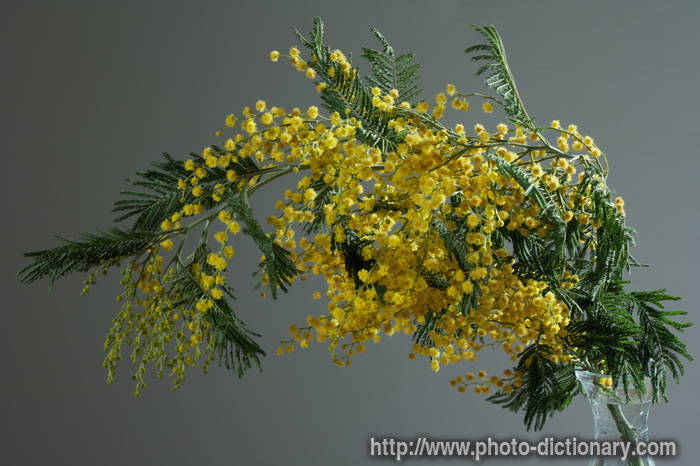 mimosa - photo/picture definition - mimosa word and phrase image