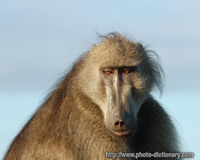 chacma baboon - photo/picture definition - chacma baboon word and phrase image