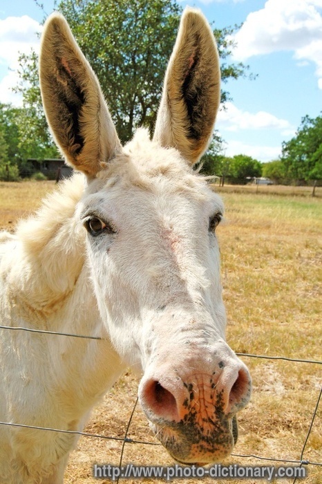 donkey - photo/picture definition - donkey word and phrase image