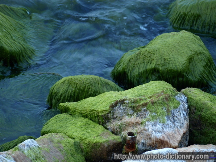 algae - photo/picture definition - algae word and phrase image