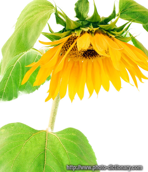 sunflower petals - photo/picture definition - sunflower petals word and phrase image
