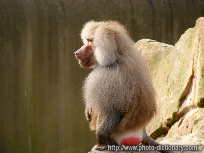 baboon - photo/picture definition - baboon word and phrase image