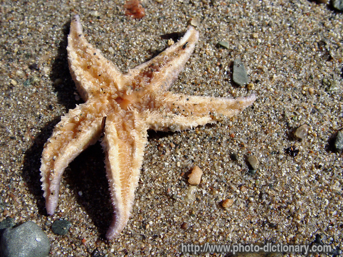 star fish - photo/picture definition - star fish word and phrase image