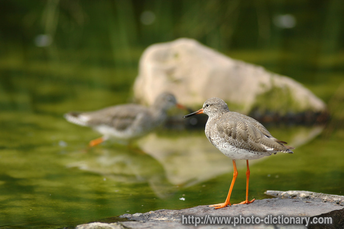 redshank - photo/picture definition - redshank word and phrase image