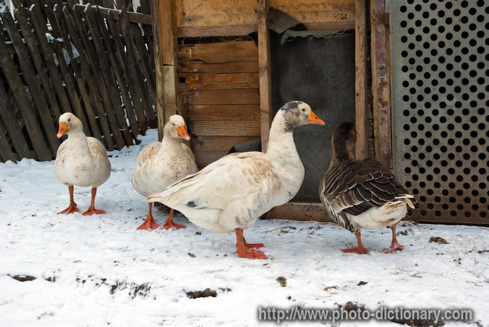 goose - photo/picture definition - goose word and phrase image